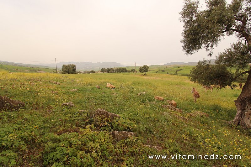Champ ou se trouvent les Vestiges romains du palais de Boukirate (Commune Talassa) aujourd'hui disparu