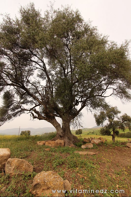 Vestiges romains du palais de Boukirate (Commune Talassa) aujourd'hui disparu