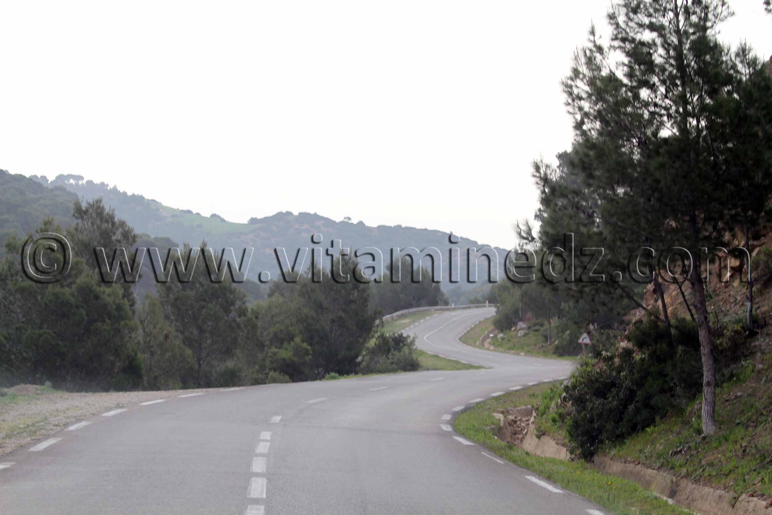 massif très boisé de l'Oued Roumane Talassa commune de la wilaya de Chlef