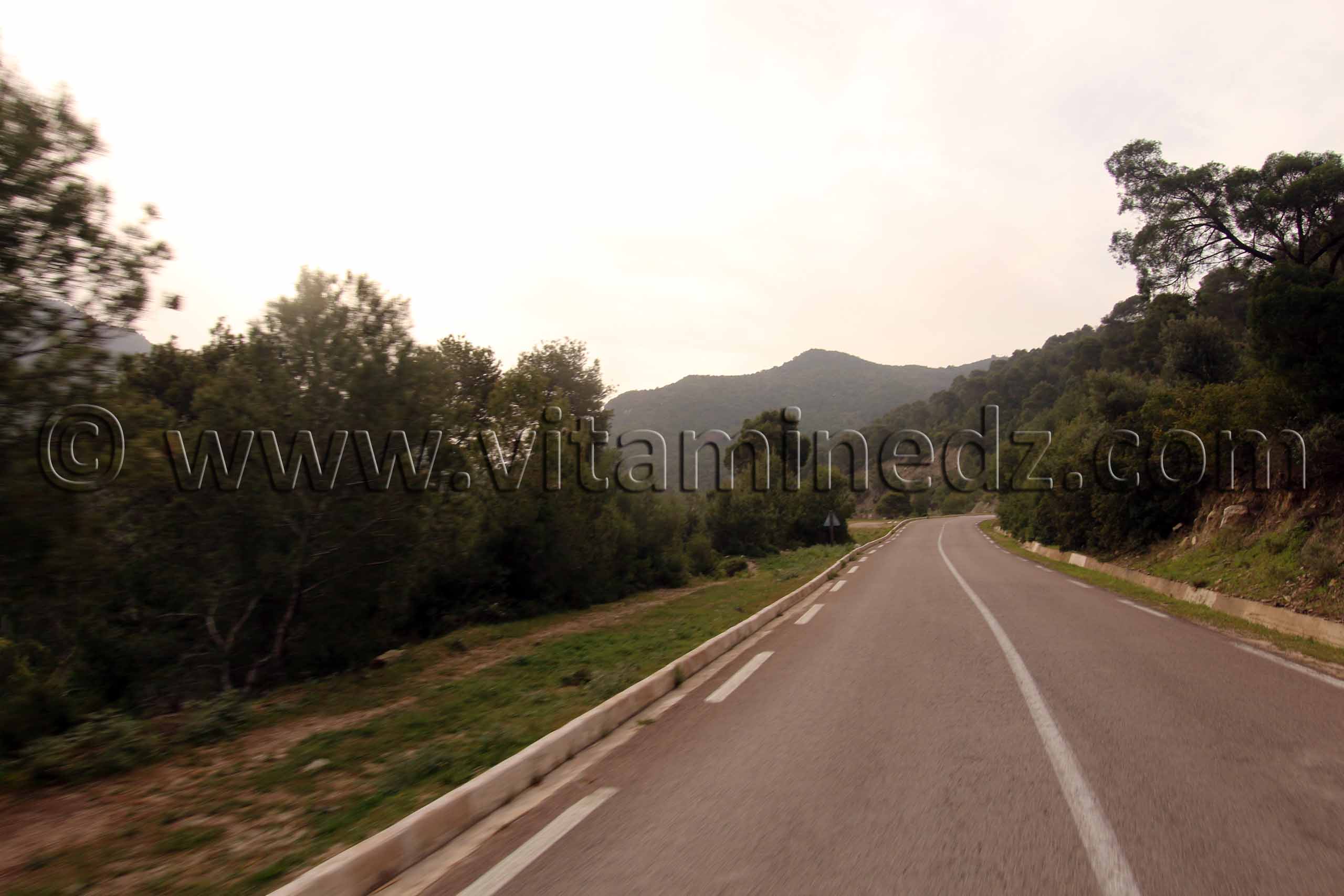 massif très boisé de l'Oued Roumane Talassa commune de la wilaya de Chlef