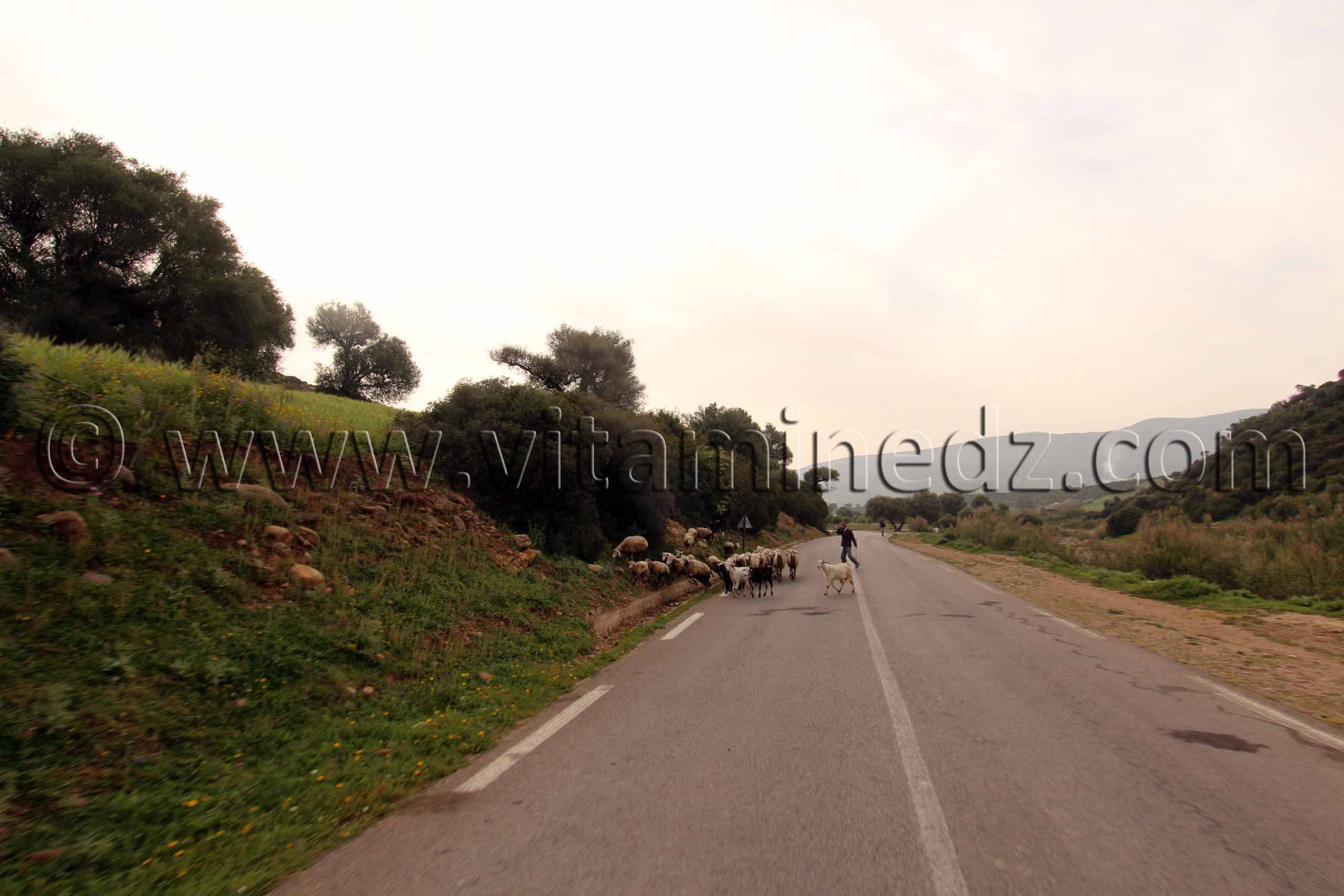 Cheptel à Talassa commune de la wilaya de Chlef