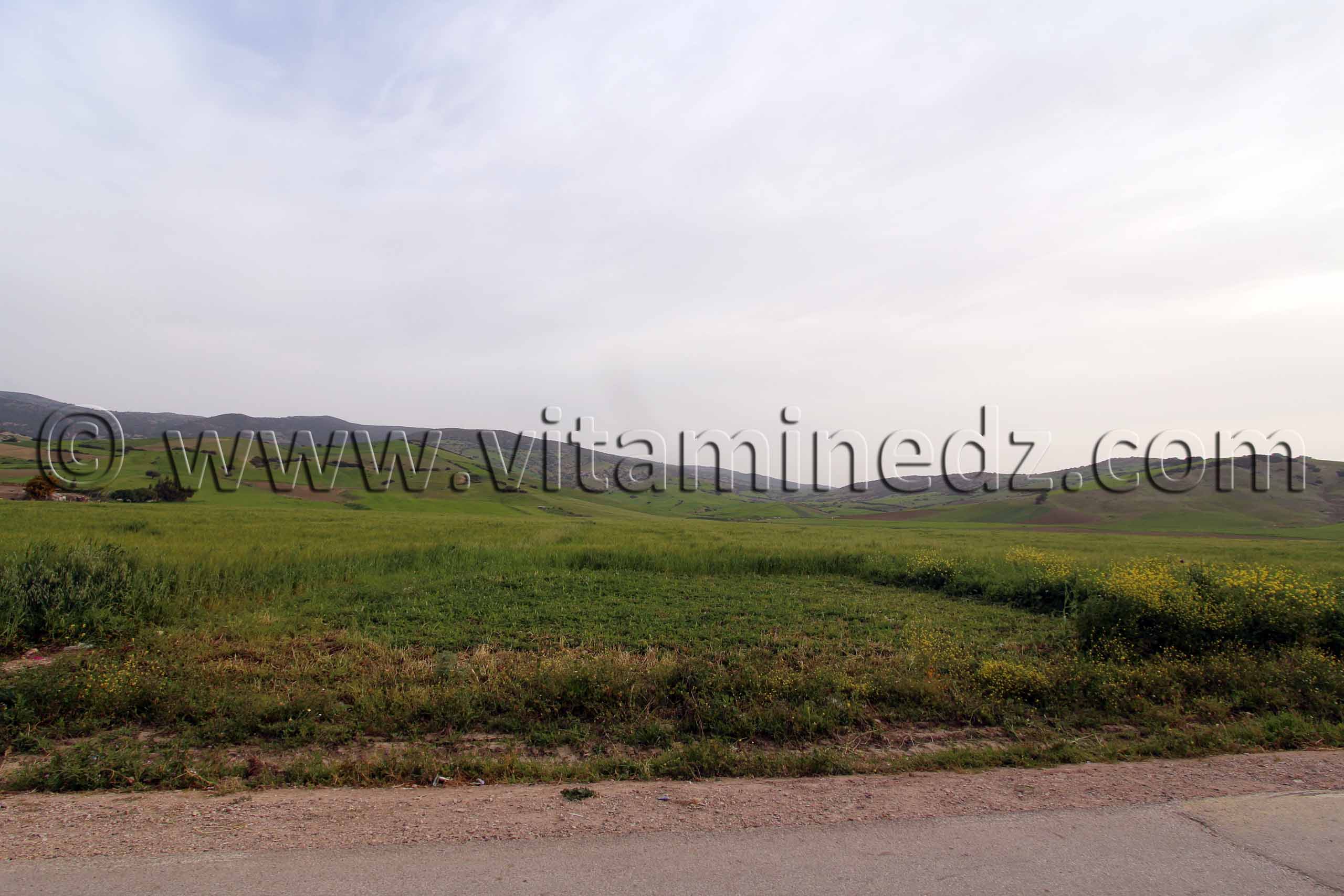 Champs et paturages à Talassa commune de la wilaya de Chlef