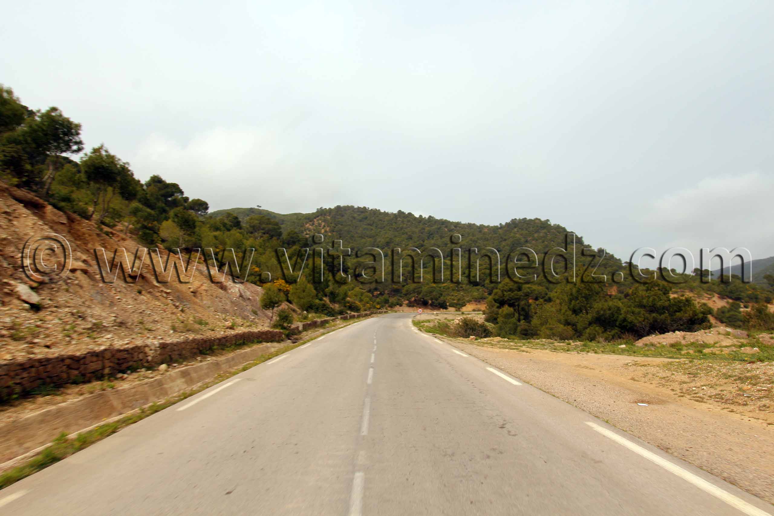 massif très boisé de l'Oued Roumane Talassa commune de la wilaya de Chlef