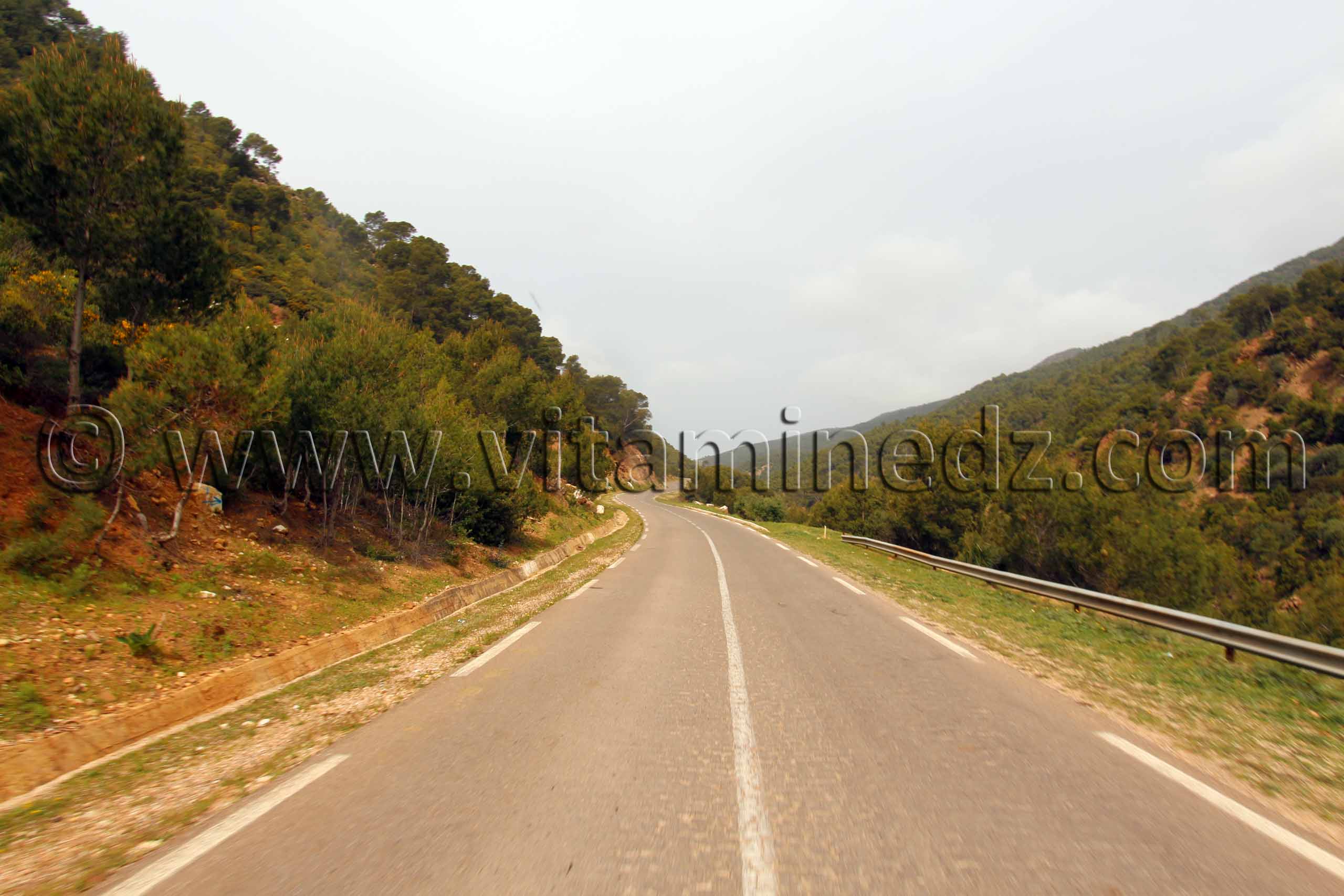 massif très boisé de l'Oued Roumane Talassa commune de la wilaya de Chlef