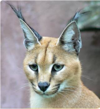Algérie - Lynx caracal: Menace sur un de nos derniers félins