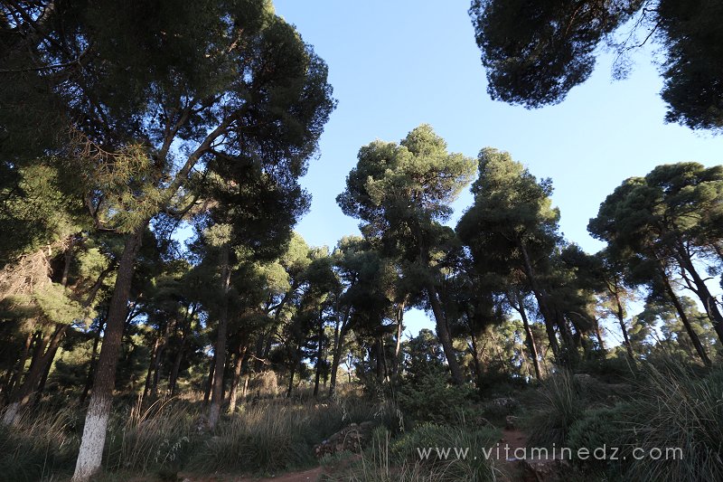 La forêt du petit perdreau, baricadée par du fil barbelé ...