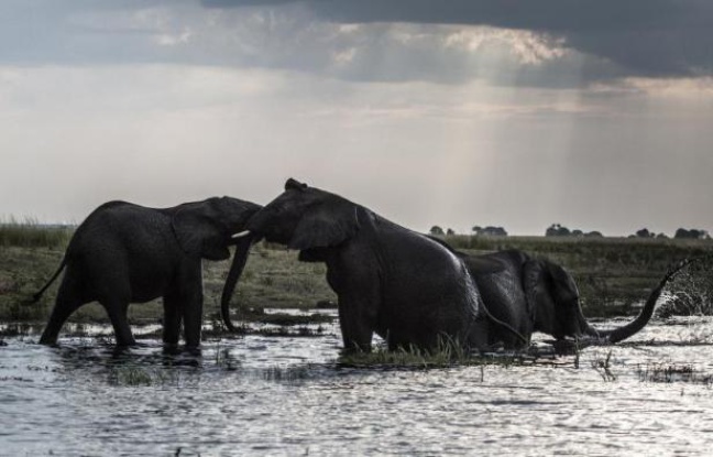 Afrique - Le Botswana, le pays où les éléphants sont des «réfugiés politiques»