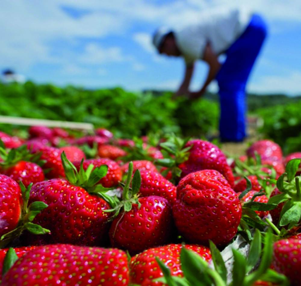 la culture de la fraise gagne du terrain à jijel:  Menace sur les produits maraîchers ?