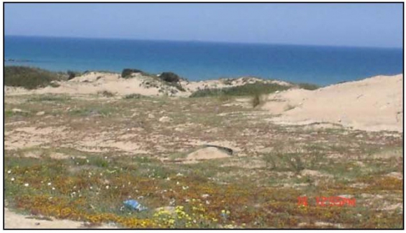 EL-TARF : Destruction de 200 ha de pastèques 