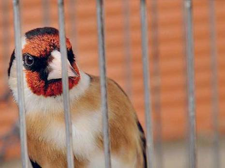 Plus de 20 millions de chardonnerets sont en cage en Algérie:  La pénitence du prince crooner