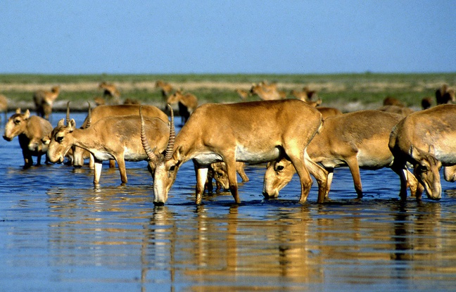Planète - Kazakhstan: La mort mystérieuse de 120.000 antilopes saïgas en deux semaines inquiète les scientifiques