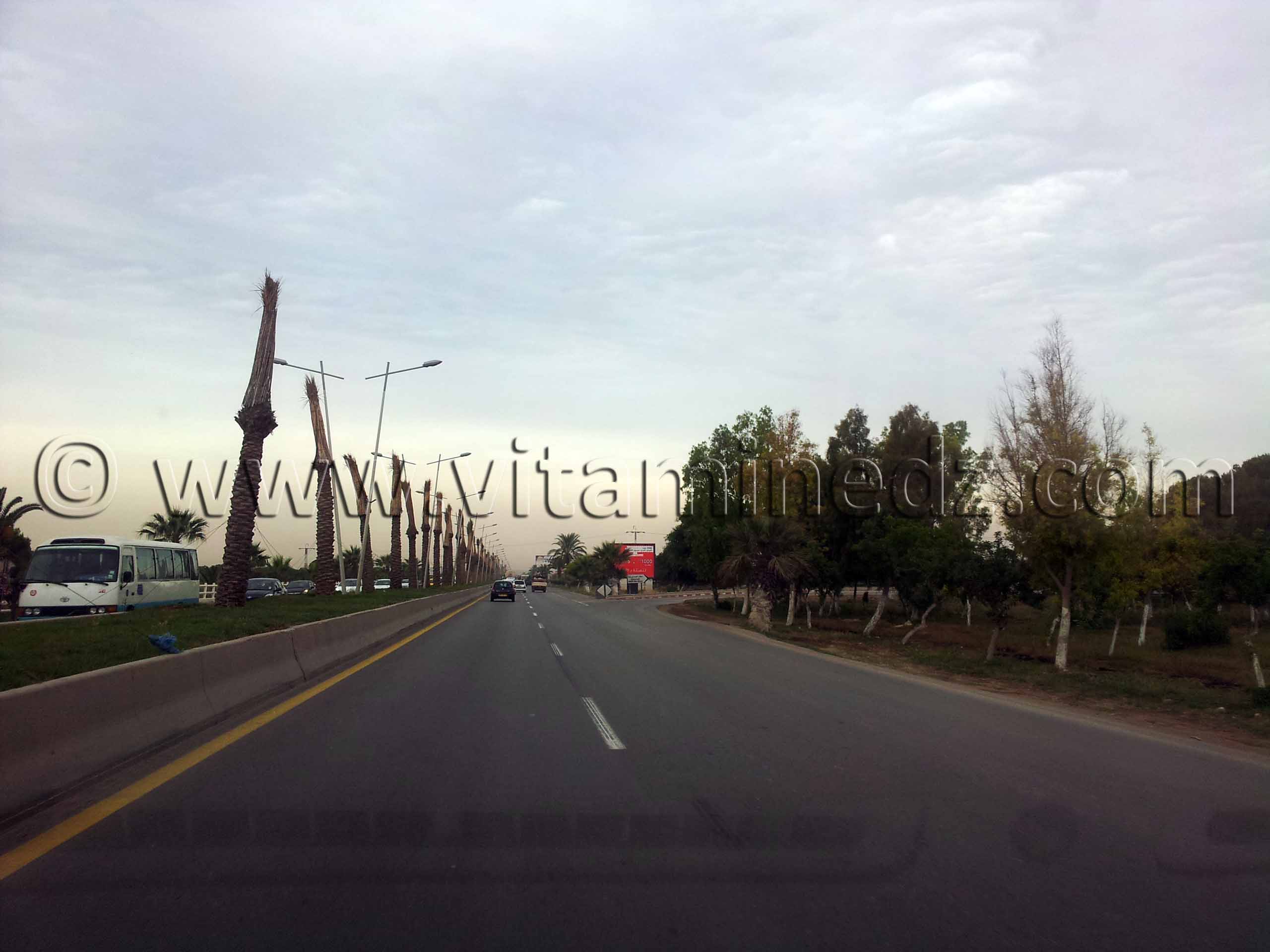 Oran, libérez les palmiers ...