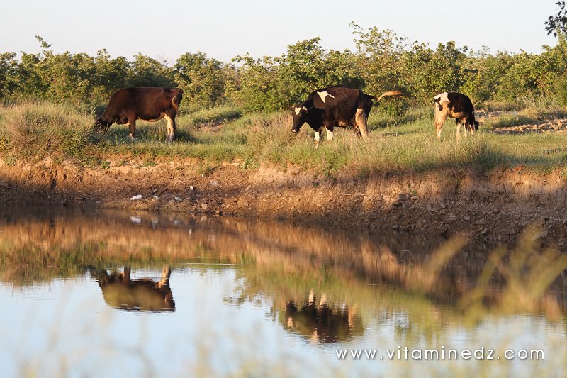 Vaches laitières Oued Ennachef du coté de Tirny