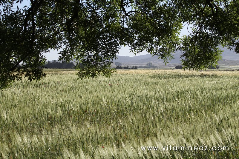 Champs de céréales du coté de Tirny