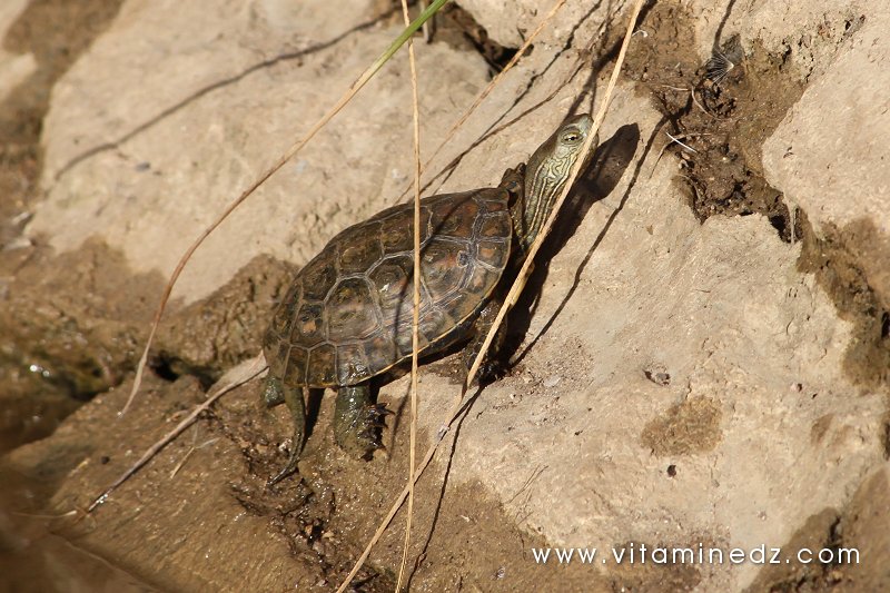 Tortue d'eau - Oued Ennachef du coté de Tirny
