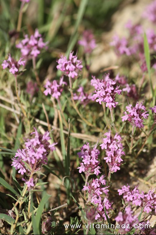 Fleurs sauvages, Oued Ennachef du coté de Tirny