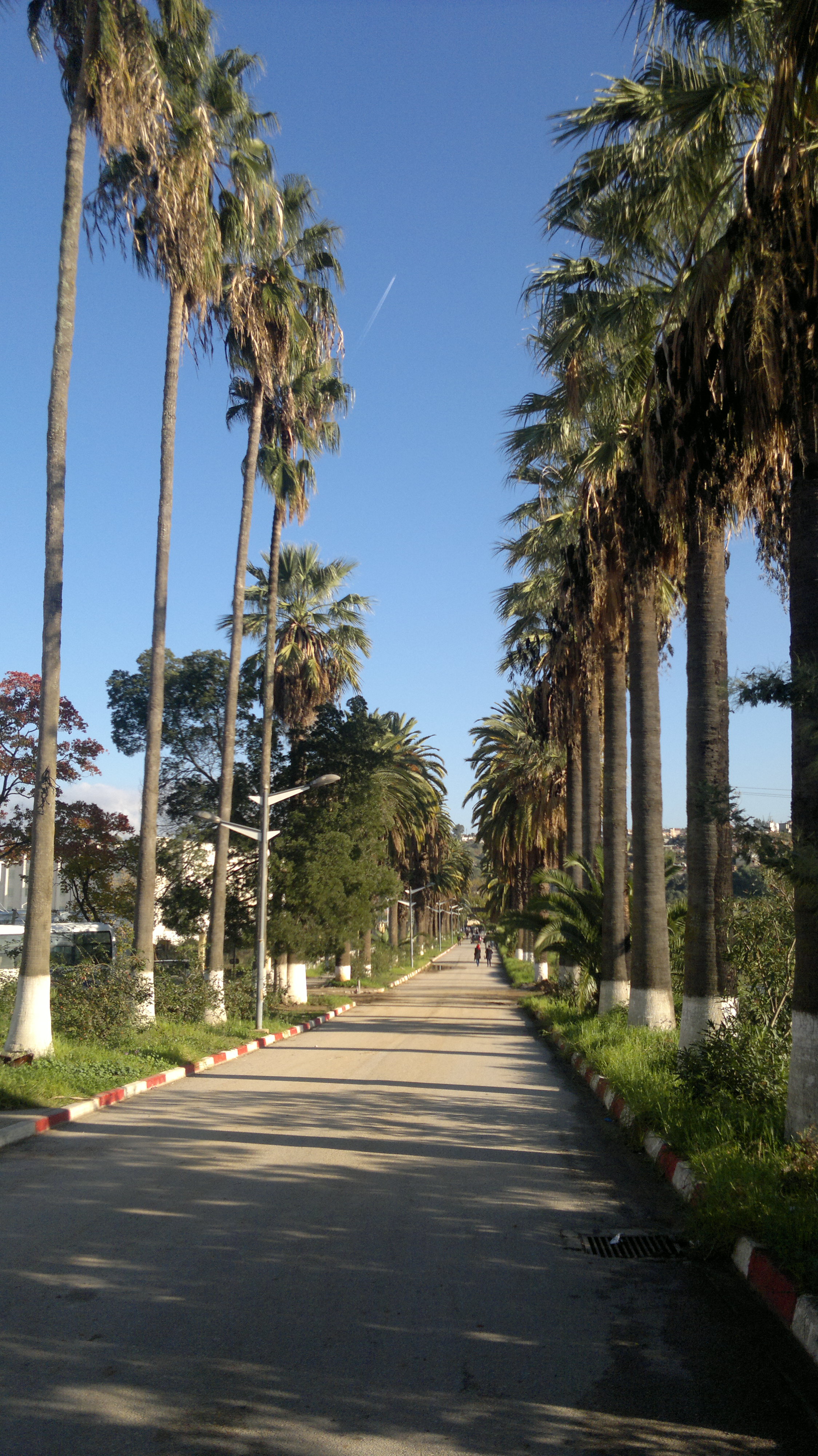 Allée vers le rectorat de l´université 20 Août 1955 Skikda