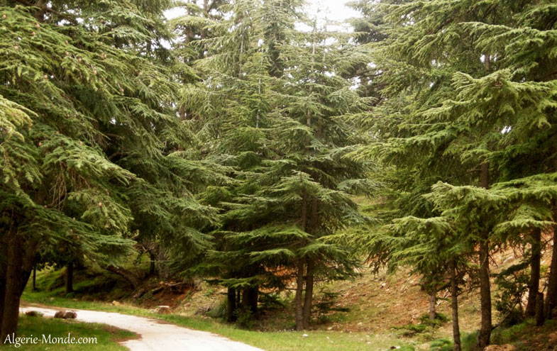 Batna -  Le parc de Belezma est protégé mondialement