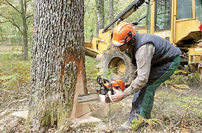 Sidi Bel Abbès -  Les associations dénoncent l’abattage des arbres