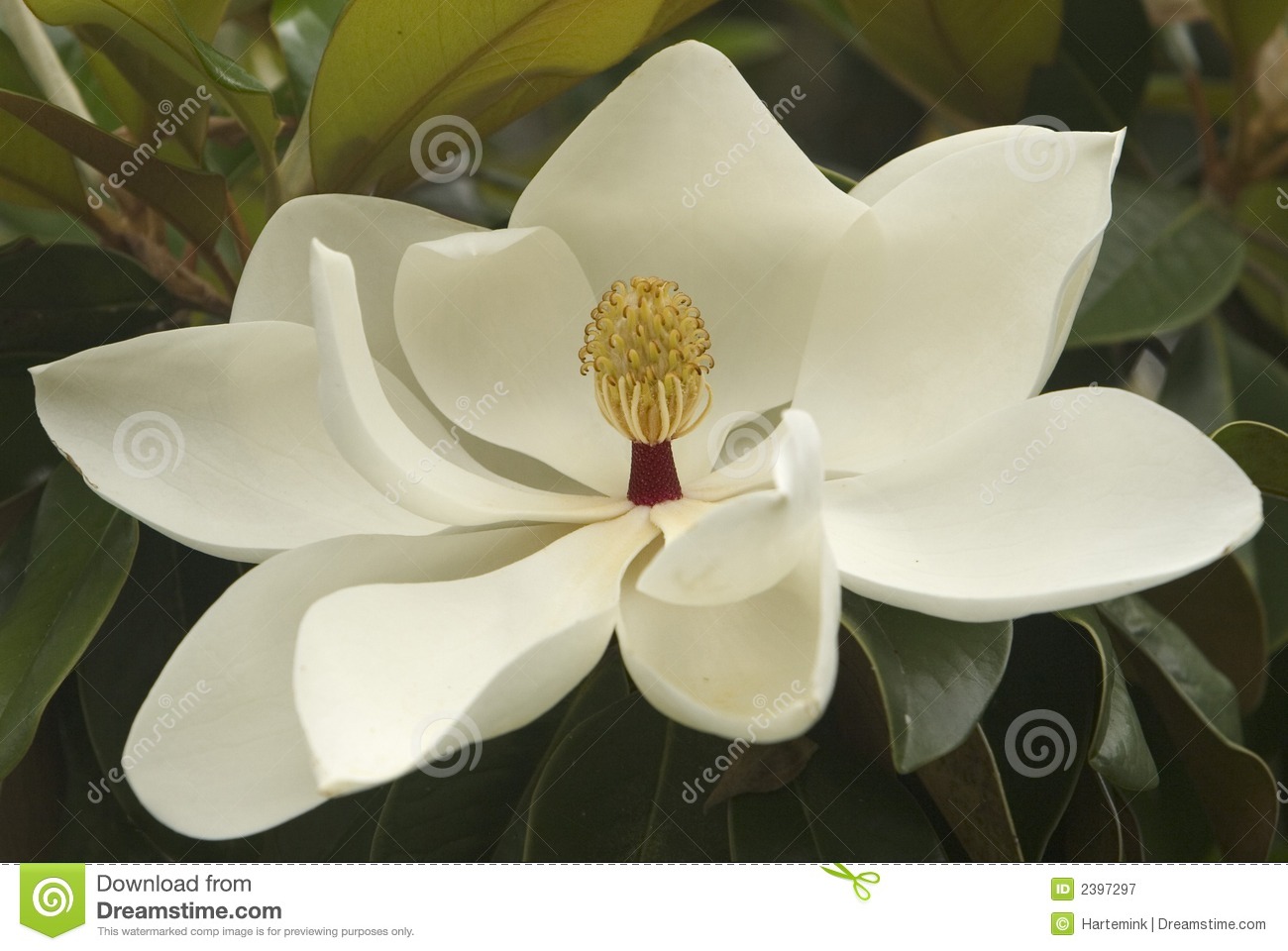 Jijel -  53 millions da pour le jardin de l’ex-église 