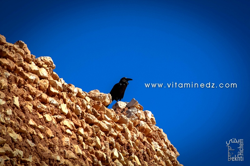 Un corbeau  unique habitant du Ksar Draa - Timimoun