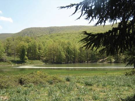 Béjaia -  Pour des forêts propres et mieux protégées