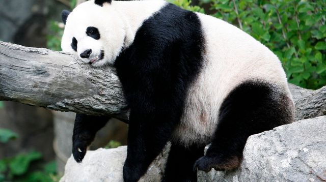 Planète - La sixième extinction animale de masse a débuté