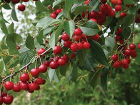 La région assure 21% de la production nationale Tizi Ouzou: cap sur la relance de la culture de la cerise