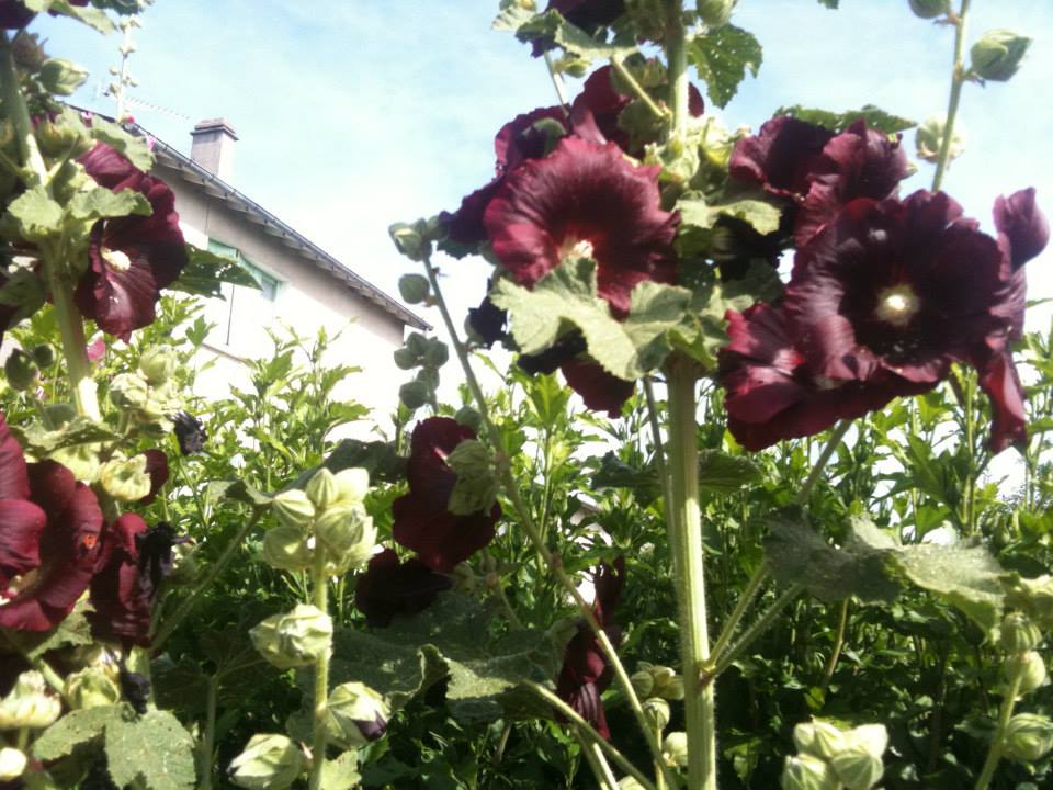 Alcea rosea