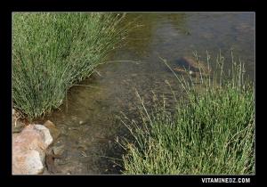 Caractéristiques écologiques de Ain Warka,