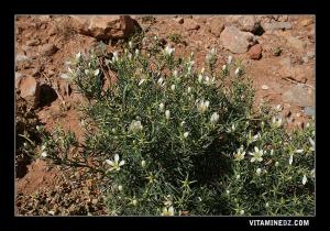 Plantes sauvages à Ain Ouarka