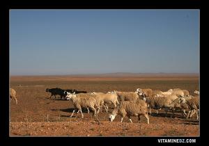 El Bayadh wilaya riche en cheptel