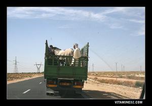 Cavaliers de Bougtob, en route vers une waada