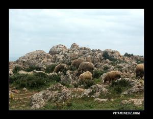 Moutons au plateau de Lalla Setti