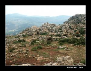 Petit Troupeau au plateau de Lalla Setti