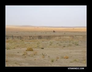 Cavalier longeant le lit de Oud Sidi Naceur