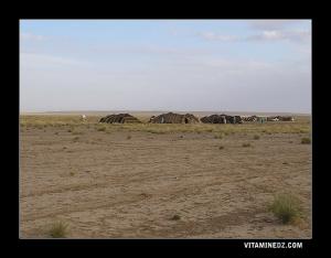 Campement de bédouis à Sidi Nasser