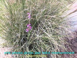 Alfa de djbel Aissa Tiout