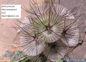 les fleurs de Ain Aissa Tiout