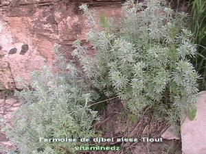 نباتات الشيح بجبل عيسى بلدية تيوت