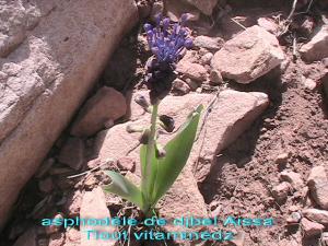 أزهار نبات البرواق بجبل عيسى بلدية تيوت