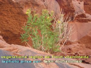 vegetations de Tiout