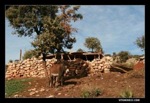 L'ane reste le meilleur ami de l'agriculteur