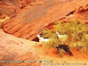 surpaturage region de Tiout