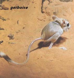 JERBOISE REGION DE TIOUT