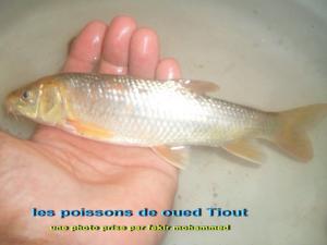 les poissons de oued Tiout