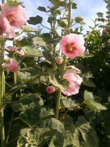Plante Alcea rosea
