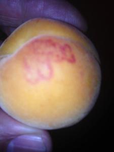 Un fruit abricot ,avec des écrit à caractère arabe!