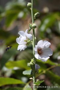 Les roses trémière (passe-rose,ou rose papale)