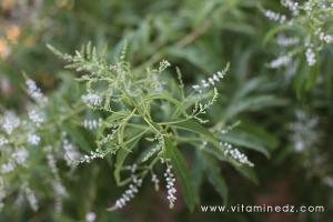 Pourquoi la tisane de verveine est-elle benefique pour le corps et l’esprit?